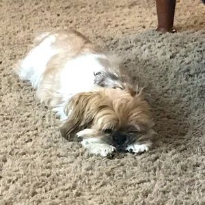 Meet your Posher, Robin